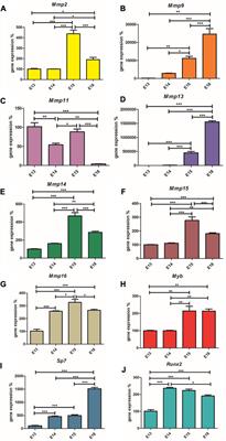 Expression dynamics of metalloproteinases during mandibular bone formation: association with Myb transcription factor